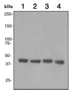 Western blot - Anti-ACADM/MCAD antibody [EPR3707] - BSA and Azide free (AB247603)