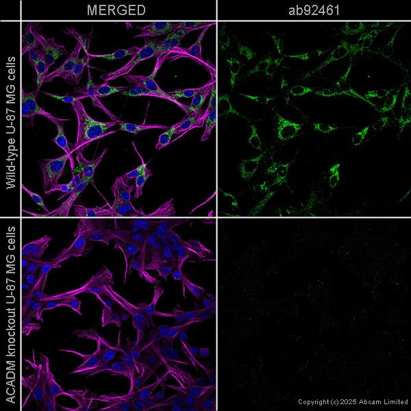 Immunocytochemistry/ Immunofluorescence - Anti-ACADM/MCAD antibody [EPR3708] (AB92461)
