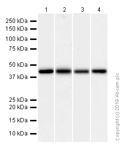 Western blot - Anti-ACADM/MCAD antibody [EPR3708] (AB92461)