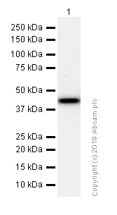 Western blot - Anti-ACADM/MCAD antibody [EPR3708] (AB92461)