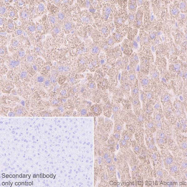 Immunohistochemistry (Formalin/PFA-fixed paraffin-embedded sections) - Anti-ACADM/MCAD antibody [EPR3708] - BSA and Azide free (ab239914), expandable thumbnail
