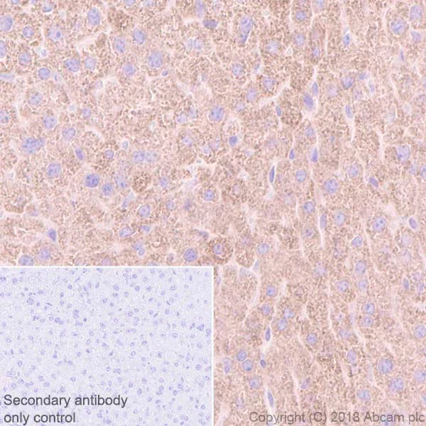 Immunohistochemistry (Formalin/PFA-fixed paraffin-embedded sections) - Anti-ACADM/MCAD antibody [EPR3708] - BSA and Azide free (AB239914)