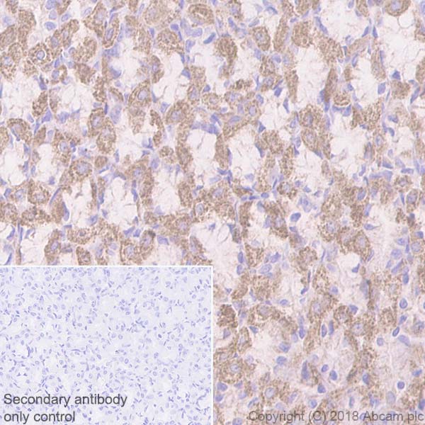 Immunohistochemistry (Formalin/PFA-fixed paraffin-embedded sections) - Anti-ACADM/MCAD antibody [EPR3708] - BSA and Azide free (AB239914), expandable thumbnail