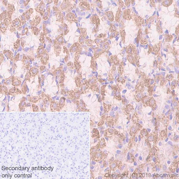 Immunohistochemistry (Formalin/PFA-fixed paraffin-embedded sections) - Anti-ACADM/MCAD antibody [EPR3708] - BSA and Azide free (AB239914)