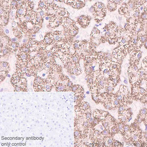 Immunohistochemistry (Formalin/PFA-fixed paraffin-embedded sections) - Anti-ACADM/MCAD antibody [EPR3708] - BSA and Azide free (AB239914)