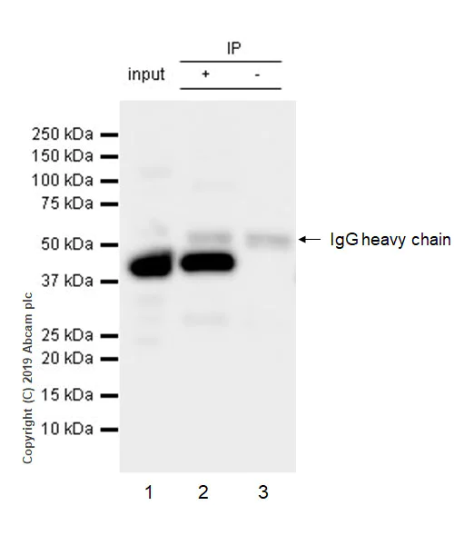Immunoprecipitation - Anti-ACADM/MCAD antibody [EPR3708] - BSA and Azide free (AB239914)