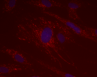Immunocytochemistry/ Immunofluorescence - Anti-ACADS/SCAD antibody [7E1AB5] (AB110318), expandable thumbnail