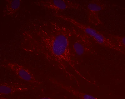 Immunocytochemistry/ Immunofluorescence - Anti-ACADS/SCAD antibody [7E1AB5] (AB110318)