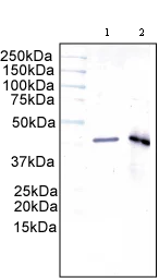 Western blot - Anti-ACADS/SCAD antibody [7E1AB5] (AB110318)