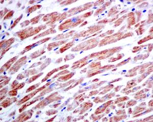 Immunohistochemistry (Formalin/PFA-fixed paraffin-embedded sections) - Anti-ACADS/SCAD antibody [EPR10862(B)] (AB156571)