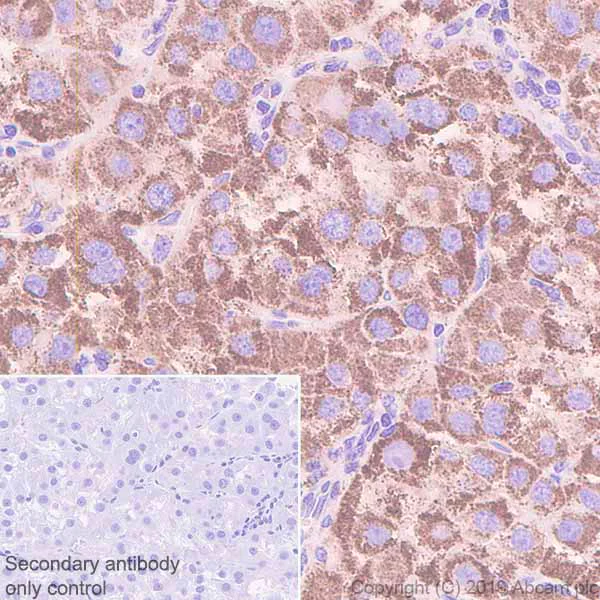 Immunohistochemistry (Formalin/PFA-fixed paraffin-embedded sections) - Anti-ACADS/SCAD antibody [EPR10862(B)] - BSA and Azide free (AB249266)