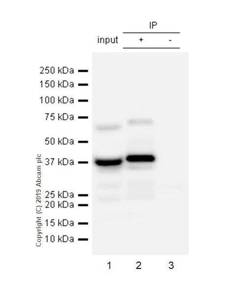 Immunoprecipitation - Anti-ACADS/SCAD antibody [EPR10862(B)] - BSA and Azide free (AB249266)