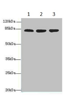 Western blot - Anti-ACAP1 antibody (AB235827), expandable thumbnail