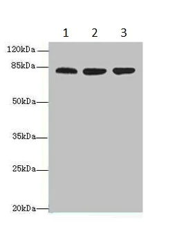 Western blot - Anti-ACAP1 antibody (AB235827)