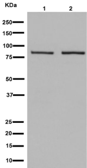 Western blot - Anti-ACAP2 antibody [EPR15721] (AB191424)