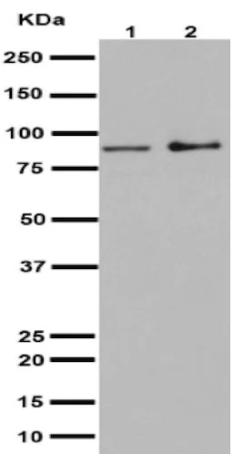 Western blot - Anti-ACAP2 antibody [EPR15721] (AB191424)