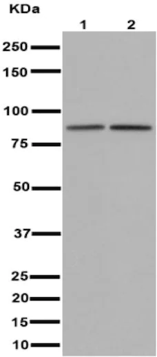 Western blot - Anti-ACAP2 antibody [EPR15721] (AB191424)