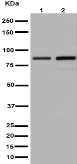 Western blot - Anti-ACAP2 antibody [EPR15721] (AB191424)