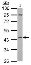 Western blot - Anti-ACAT1 antibody (AB154396)