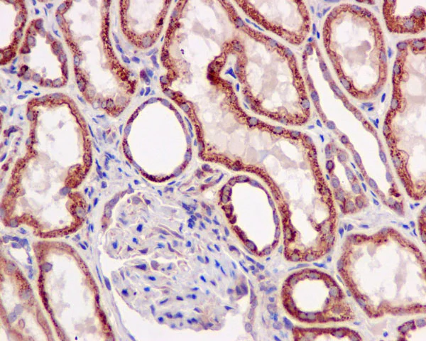Immunohistochemistry (Formalin/PFA-fixed paraffin-embedded sections) - Anti-ACAT1 antibody [EPR10359] - BSA and Azide free (AB240152)