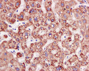 Immunohistochemistry (Formalin/PFA-fixed paraffin-embedded sections) - Anti-ACAT1 antibody [EPR10359] - BSA and Azide free (AB240152)