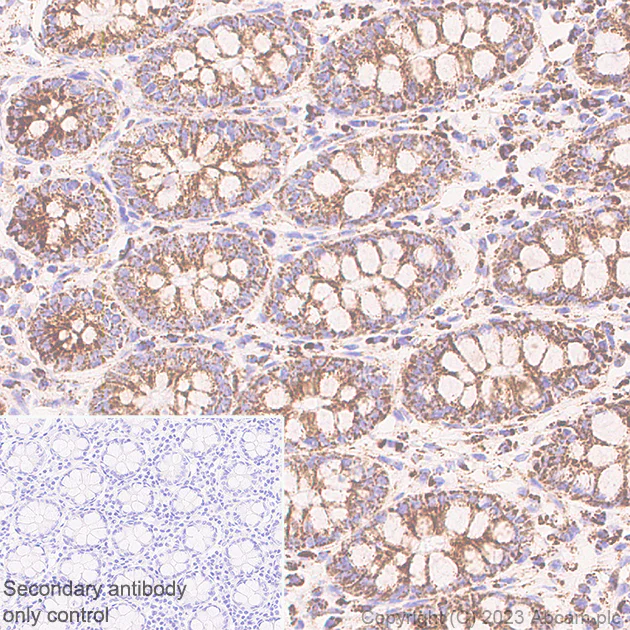 Immunohistochemistry (Formalin/PFA-fixed paraffin-embedded sections) - Anti-ACAT1 antibody [EPR28035-8] - BSA and Azide free (AB312321)