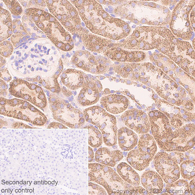 Immunohistochemistry (Formalin/PFA-fixed paraffin-embedded sections) - Anti-ACAT1 antibody [EPR28035-8] - BSA and Azide free (AB312321)