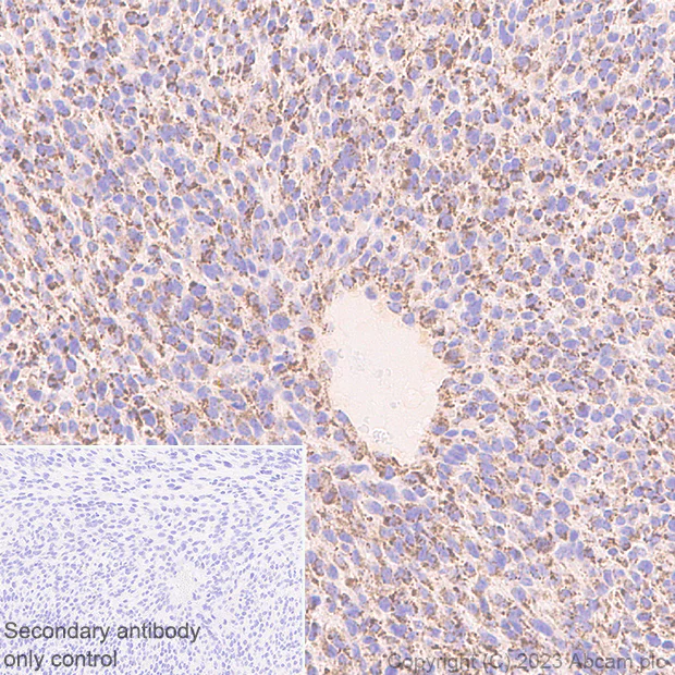 Immunohistochemistry (Formalin/PFA-fixed paraffin-embedded sections) - Anti-ACAT1 antibody [EPR28035-8] - BSA and Azide free (AB312321)
