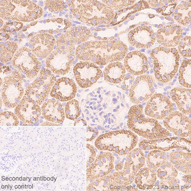 Immunohistochemistry (Formalin/PFA-fixed paraffin-embedded sections) - Anti-ACAT1 antibody [EPR28035-8] - BSA and Azide free (AB312321)