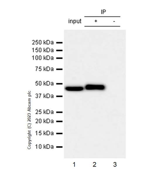Immunoprecipitation - Anti-ACAT1 antibody [EPR28035-8] - BSA and Azide free (AB312321)