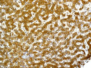 Immunohistochemistry (Formalin/PFA-fixed paraffin-embedded sections) - Anti-ACAT2/Acetyl-CoA acetyltransferase antibody [EPR8417] - BSA and Azide free (AB248375)