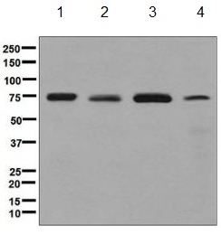 Western blot - Anti-ACBD3 antibody [EPR8623] (AB134952), expandable thumbnail