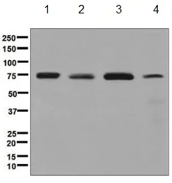 Western blot - Anti-ACBD3 antibody [EPR8623] - BSA and Azide free (AB248750)