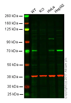 Western blot - Anti-ACBD3 antibody [EPR8623] - BSA and Azide free (AB248750)