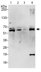 Western blot - Anti-ACD antibody (AB112050)