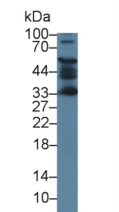 Western blot - Anti-ACD antibody (AB231330)