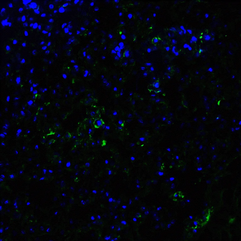 Immunohistochemistry (Formalin/PFA-fixed paraffin-embedded sections) - Anti-ACE2 antibody (AB15348)