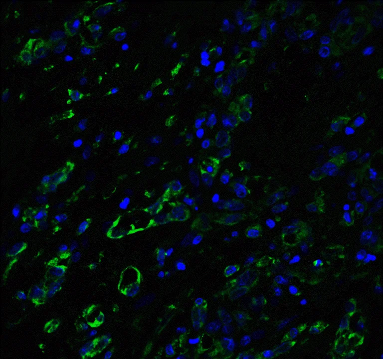Immunohistochemistry (Formalin/PFA-fixed paraffin-embedded sections) - Anti-ACE2 antibody (AB15348)