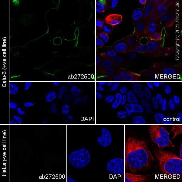 Immunocytochemistry/ Immunofluorescence - Anti-ACE2 antibody [EPR24705-45] (AB272500)