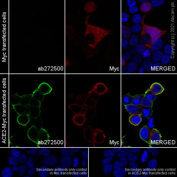 Immunocytochemistry/ Immunofluorescence - Anti-ACE2 antibody [EPR24705-45] - BSA and Azide free (AB282118)