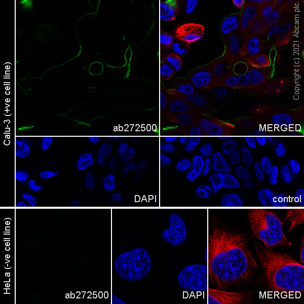 Immunocytochemistry/ Immunofluorescence - Anti-ACE2 antibody [EPR24705-45] - BSA and Azide free (AB282118), expandable thumbnail
