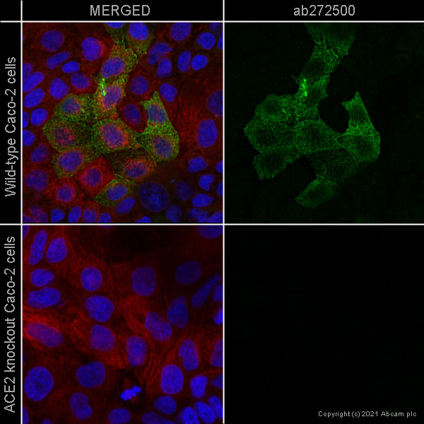 Immunocytochemistry/ Immunofluorescence - Anti-ACE2 antibody [EPR24705-45] - BSA and Azide free (AB282118), expandable thumbnail