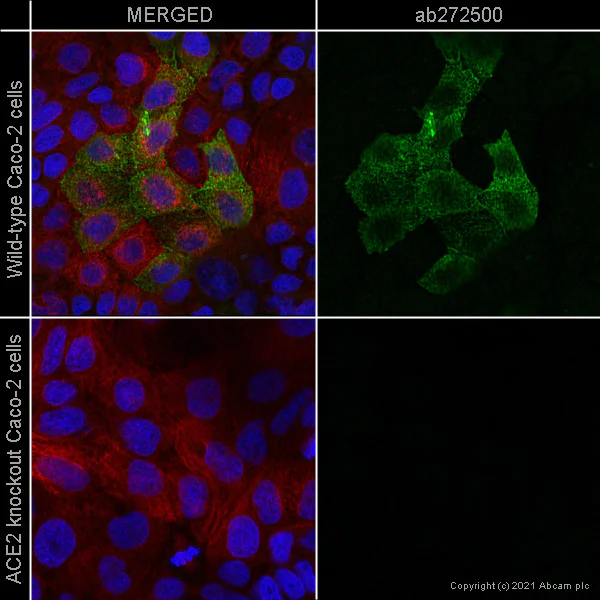 Immunocytochemistry/ Immunofluorescence - Anti-ACE2 antibody [EPR24705-45] - BSA and Azide free (AB282118)