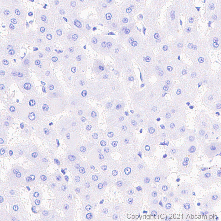 Immunohistochemistry (Formalin/PFA-fixed paraffin-embedded sections) - Anti-ACE2 antibody [EPR24705-45] - BSA and Azide free (ab282118), expandable thumbnail