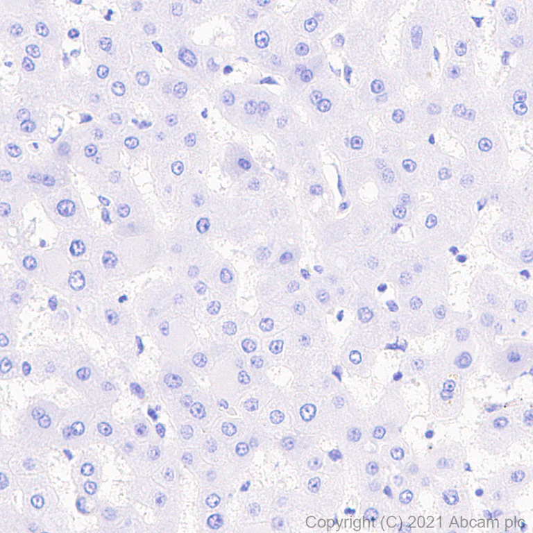 Immunohistochemistry (Formalin/PFA-fixed paraffin-embedded sections) - Anti-ACE2 antibody [EPR24705-45] - BSA and Azide free (AB282118)