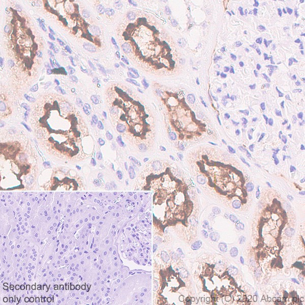 Immunohistochemistry (Formalin/PFA-fixed paraffin-embedded sections) - Anti-ACE2 antibody [EPR4435(2)] (AB108252), expandable thumbnail