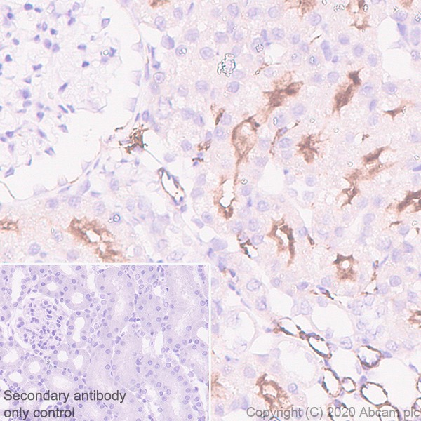 Immunohistochemistry (Formalin/PFA-fixed paraffin-embedded sections) - Anti-ACE2 antibody [EPR4435(2)] (ab108252), expandable thumbnail