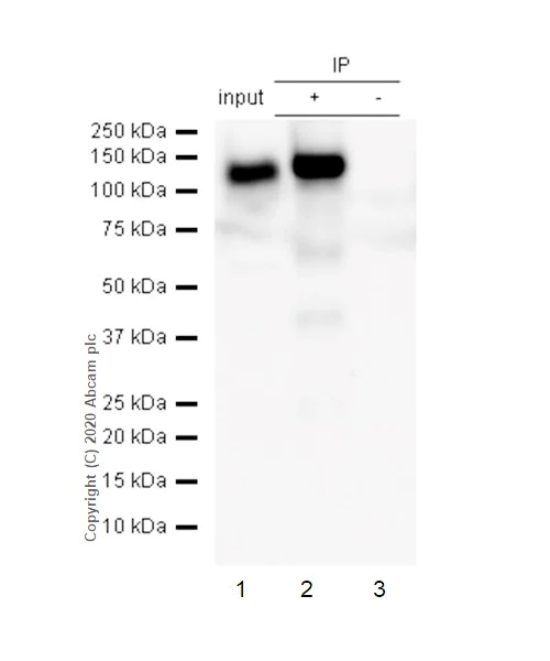 Immunoprecipitation - Anti-ACE2 antibody [EPR4435(2)] (AB108252)