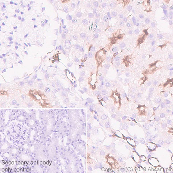 Immunohistochemistry (Formalin/PFA-fixed paraffin-embedded sections) - Anti-ACE2 antibody [EPR4435(2)] - BSA and Azide free (AB239924)