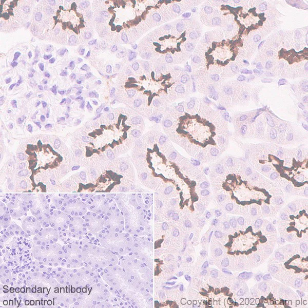 Immunohistochemistry (Formalin/PFA-fixed paraffin-embedded sections) - Anti-ACE2 antibody [EPR4435(2)] - BSA and Azide free (AB239924)